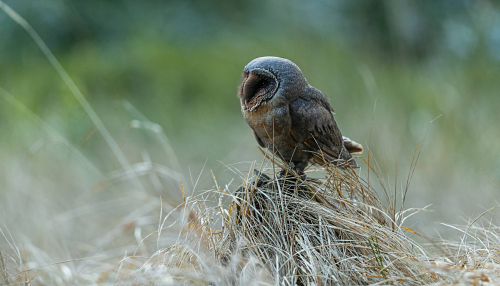 Sova pálená  (Tyto alba)  A42I3333ok