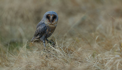 Sova pálená  (Tyto alba)  A42I3359ok