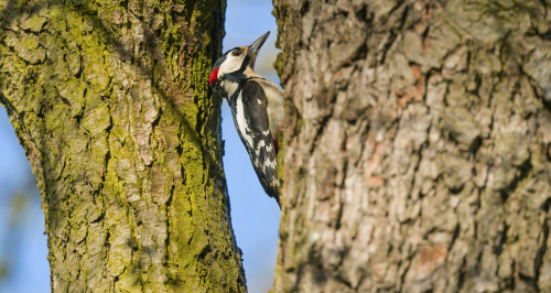 Strakapoud velký  (Dendrocopos major)  A42I3639ok