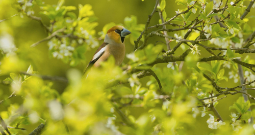 Dlask tlustozobý  (Coccothraustes coccothraustes)  A42I4229ok