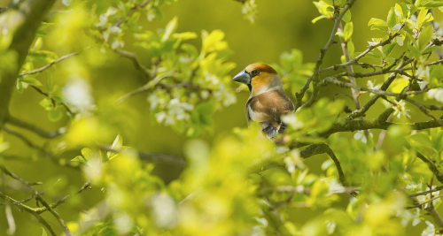Dlask tlustozobý  (Coccothraustes coccothraustes)  A42I4272ok