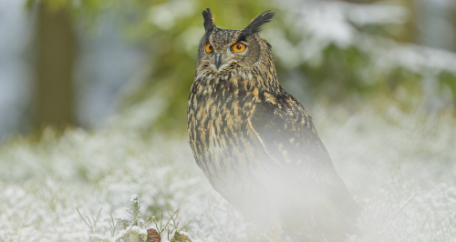Výr velký  (Bubo bubo)  1_A42I4300ok