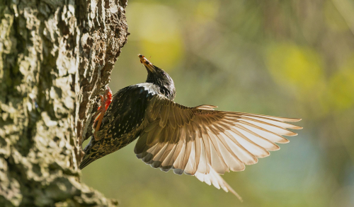 Špaček obecný  (Sturnus vulgaris)  A42I4388ok