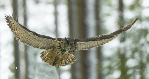 Výr velký  (Bubo bubo)  A42I4517ok