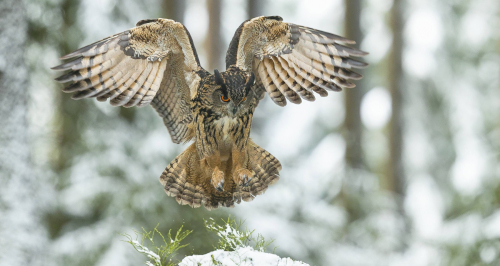 Výr velký  (Bubo bubo)  A42I4594ok