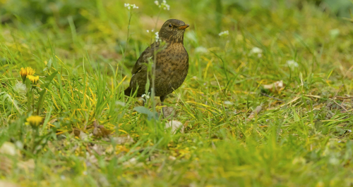 Drozd hnědý  (Turdus grayi - Clay-colored Thrush)  A42I4761ok