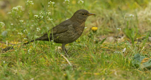 Drozd hnědý  (Turdus grayi - Clay-colored Thrush)  A42I4770ok