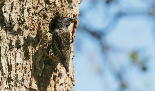 Špaček obecný  (Sturnus vulgaris)  A42I4843ok