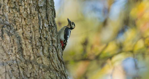 Strakapoud velký  (Dendrocopos major)  A42I5393ok