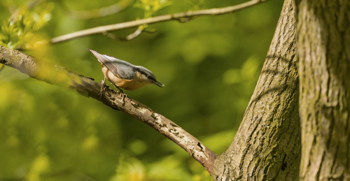 Brhlík lesní  (Sitta europaea)  A42I6030ok