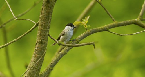 Sýkora babka  (Poecile palustris, syn. Parus palustris)  A42I6073ok