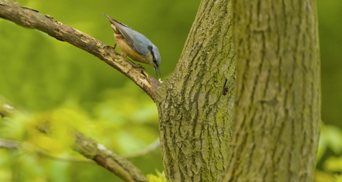 Brhlík lesní  (Sitta europaea)  A42I6095ok