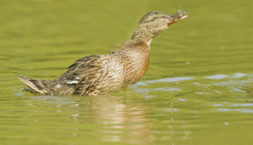 Kachna divoká  (Anas platyrhynchos)  A42I6096ok
