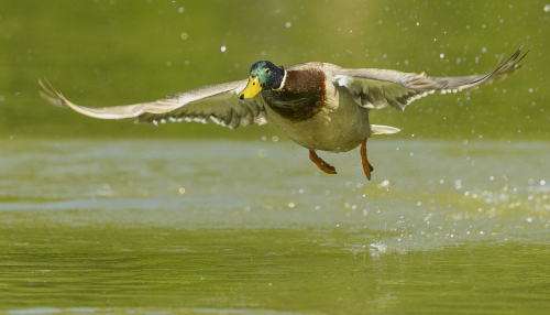 Kachna divoká  (Anas platyrhynchos)  A42I6173ok