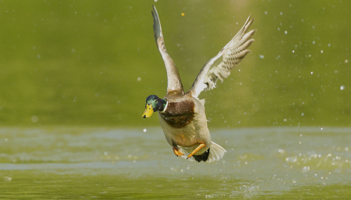 Kachna divoká  (Anas platyrhynchos)  A42I6174ok