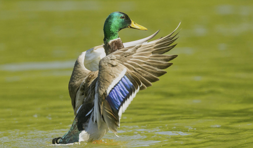 Kachna divoká  (Anas platyrhynchos)  A42I6189ok