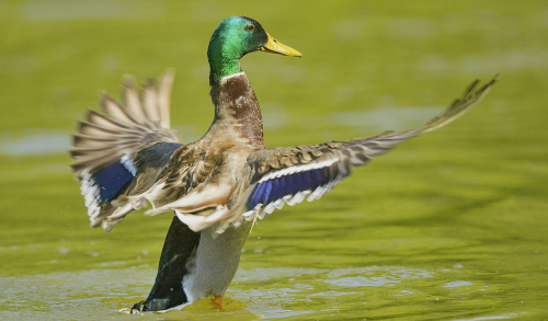 Kachna divoká  (Anas platyrhynchos)  A42I6192ok