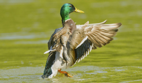 Kachna divoká  (Anas platyrhynchos)  A42I6194ok