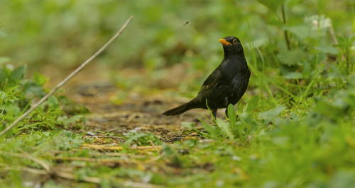Kos černý  (Turdus merula)  A42I6202ok