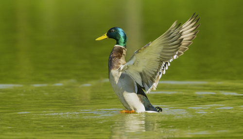 Kachna divoká  (Anas platyrhynchos)  A42I6426ok