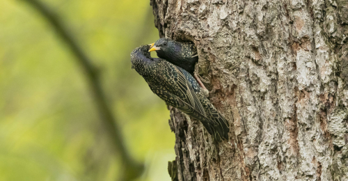 Špaček obecný  (Sturnus vulgaris)  A42I6458ok