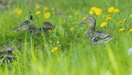Kachna divoká  (Anas platyrhynchos)  A42I6796ok