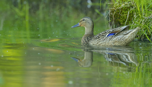 Kachna divoká  (Anas platyrhynchos)  A42I6813ok