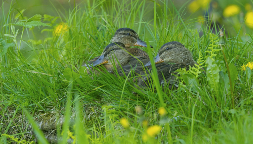 Kachna divoká  (Anas platyrhynchos)  A42I6843ok
