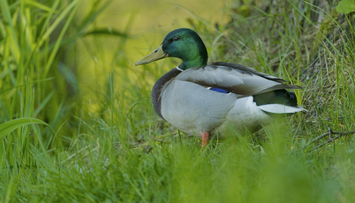 Kachna divoká  (Anas platyrhynchos)  A42I6865ok