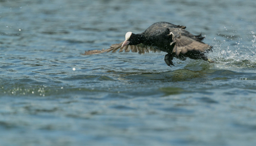 Lyska černá  (Fulica atra, syn. Fulica prior)  A42I7096ok