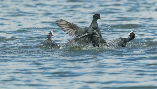 Lyska černá  (Fulica atra, syn. Fulica prior)  A42I7177ok
