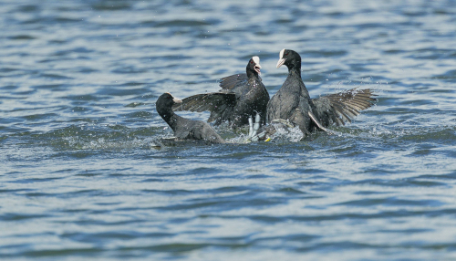 Lyska černá  (Fulica atra, syn. Fulica prior)  A42I7208ok