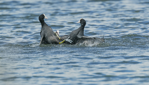 Lyska černá  (Fulica atra, syn. Fulica prior)  A42I7246ok