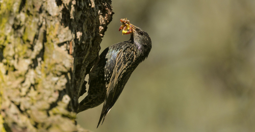Špaček obecný  (Sturnus vulgaris)  A42I7567ok