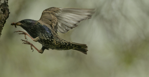 Špaček obecný  (Sturnus vulgaris)  A42I7686ok