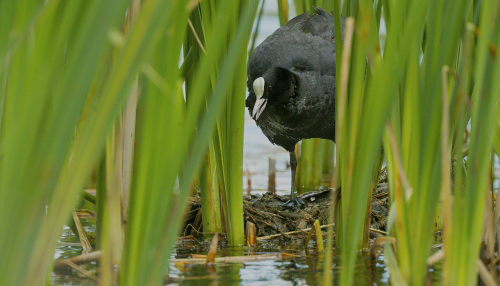 Lyska černá  (Fulica atra, syn. Fulica prior)  A42I7730ok