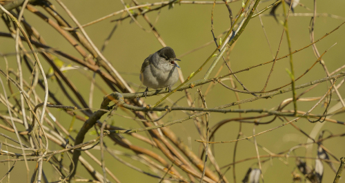 Sýkora babka  (Poecile palustris, syn. Parus palustris)  A42I7778ok