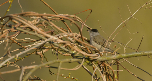 Sýkora babka  (Poecile palustris, syn. Parus palustris)  A42I7795ok