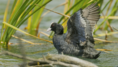 Lyska černá  (Fulica atra, syn. Fulica prior)  A42I7839ok