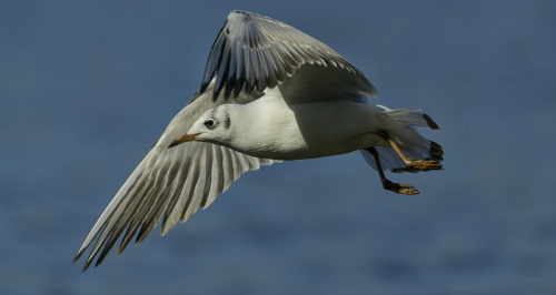 Racek chechtavý  (Chroicocephalus ridibundus)   A42I7957ok
