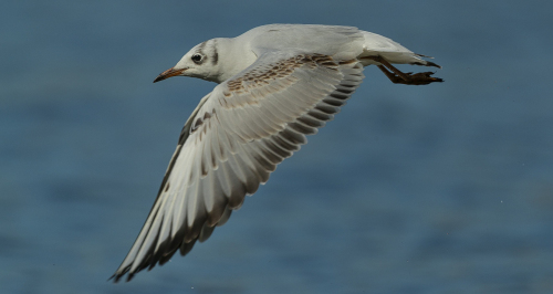 Racek chechtavý  (Chroicocephalus ridibundus)  A42I7959ok