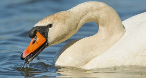 Labuť velká  (Cygnus olor)  A42I8022ok