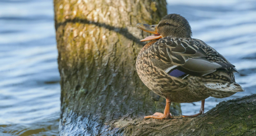 Kachna divoká  (Anas platyrhynchos)  A42I8118ok
