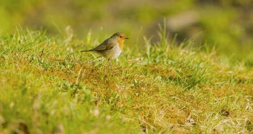 Červenka obecná  (Erithacus rubecula)  A42I8222ok