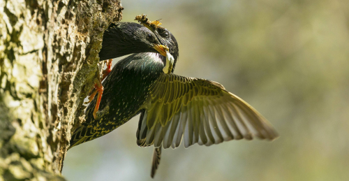 Špaček obecný  (Sturnus vulgaris)  A42I8664ok