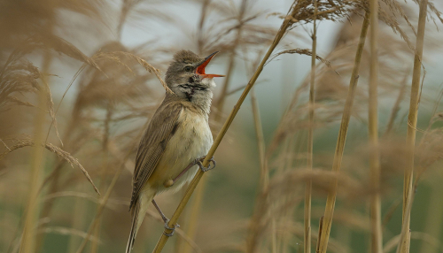 Rákosník zpěvný  (Acrocephalus palustris)  A42I8897ok