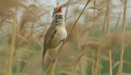 Rákosník zpěvný  (Acrocephalus palustris)  A42I8916ok