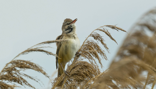 Rákosník zpěvný  (Acrocephalus palustris)  A42I8934ok-2