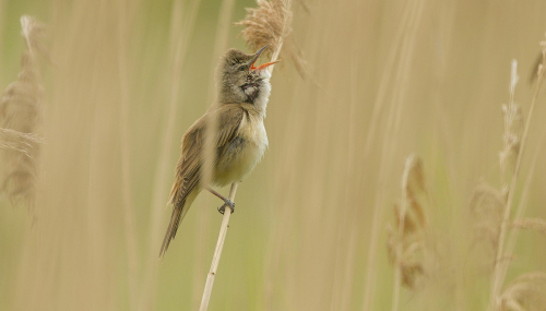 Rákosník zpěvný  (Acrocephalus palustris)  A42I9005ok