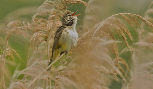 Rákosník zpěvný  (Acrocephalus palustris)  A42I9051ok